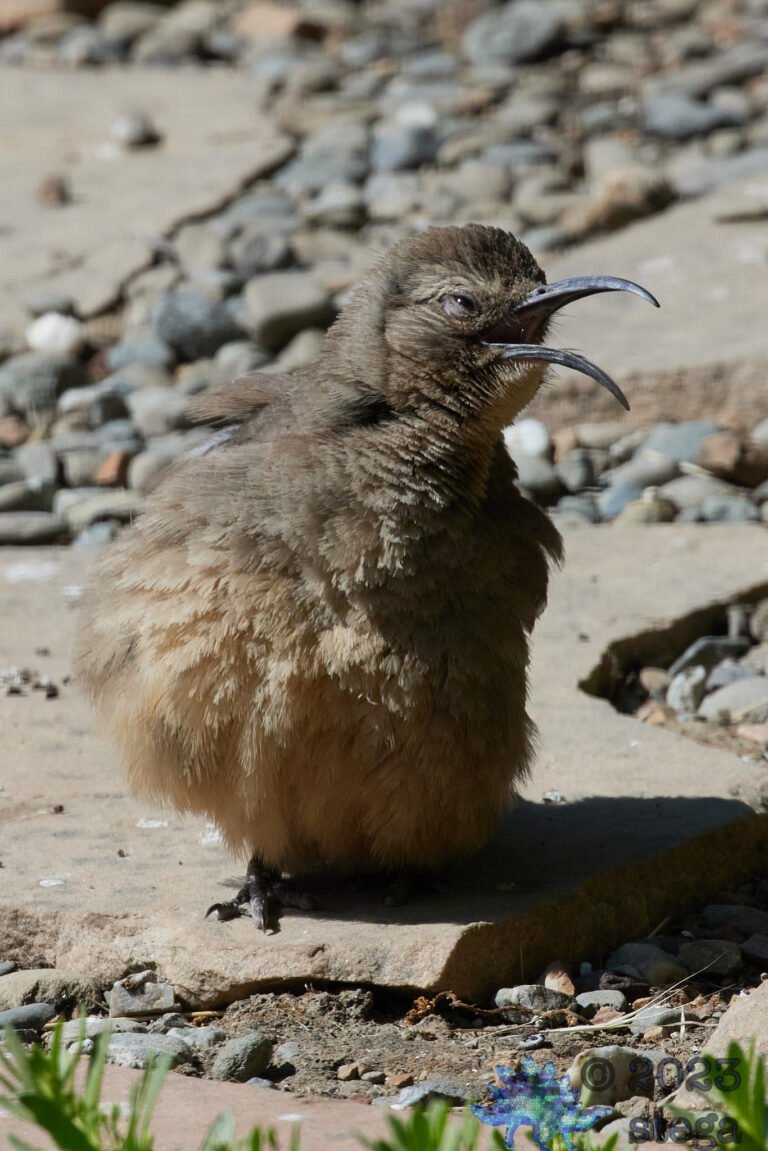 California Thrasher