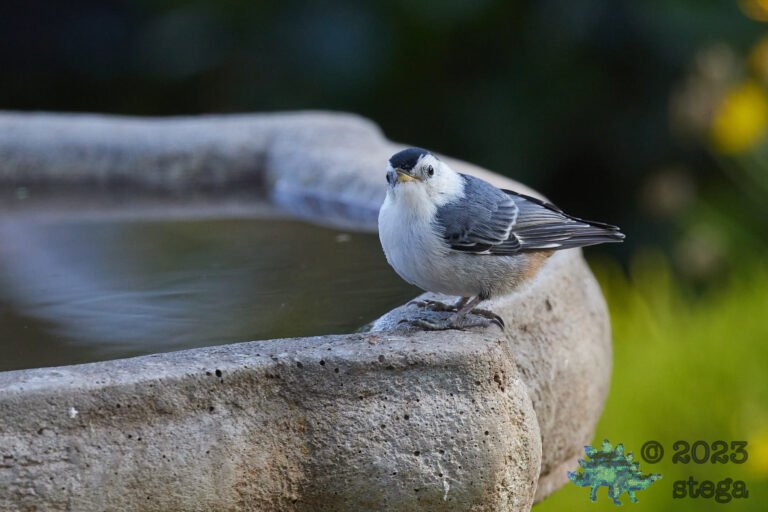 White Breasted Nuthatch