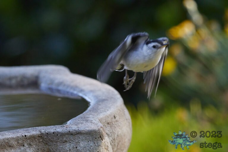 White Breasted Nuthatch