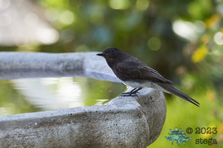 Black Phoebe