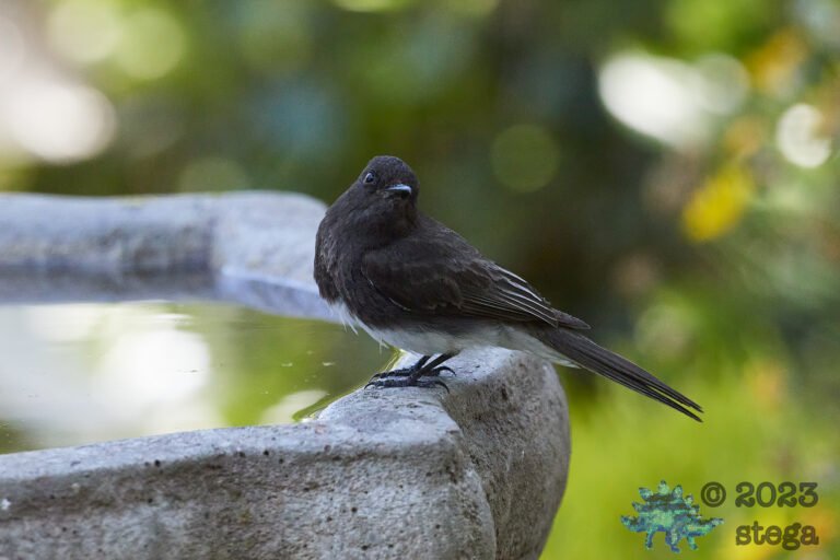 Black Phoebe