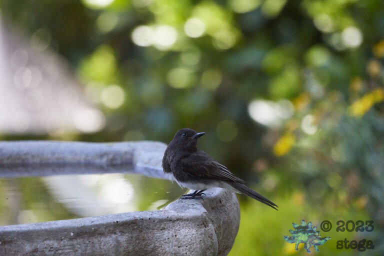 Black Phoebe