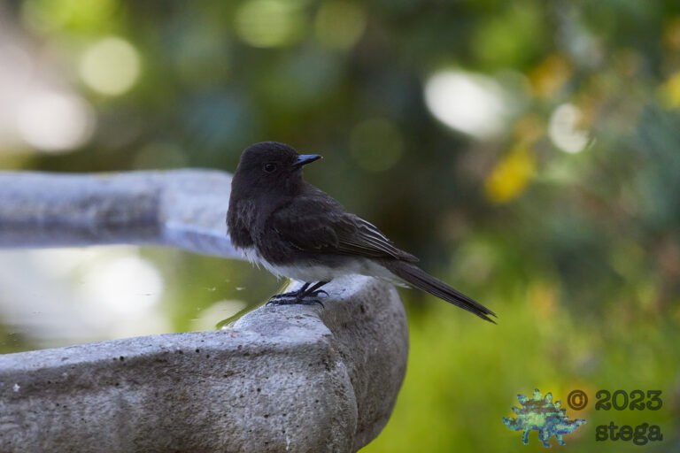Black Phoebe