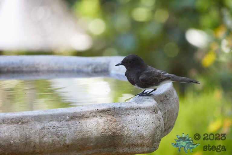 Black Phoebe