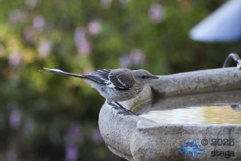 Northern Mockingbird