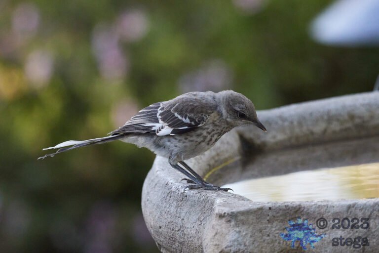 Northern Mockingbird