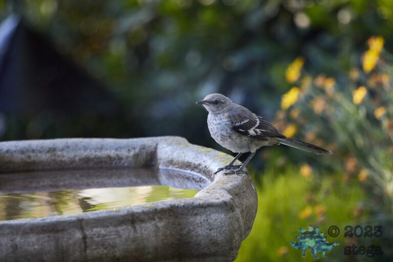 Northern Mockingbird