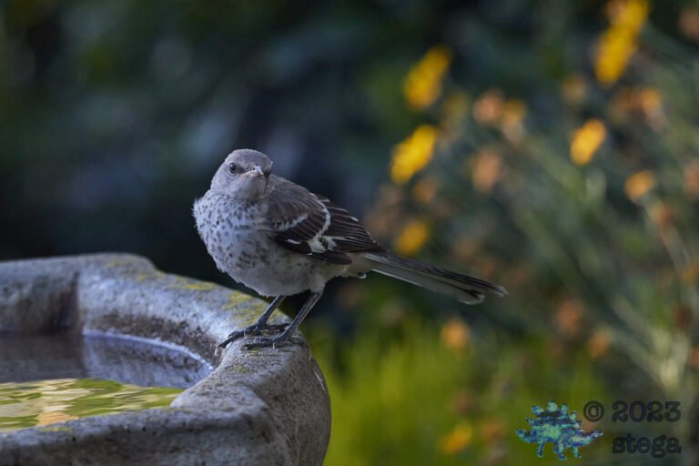 Northern Mockingbird