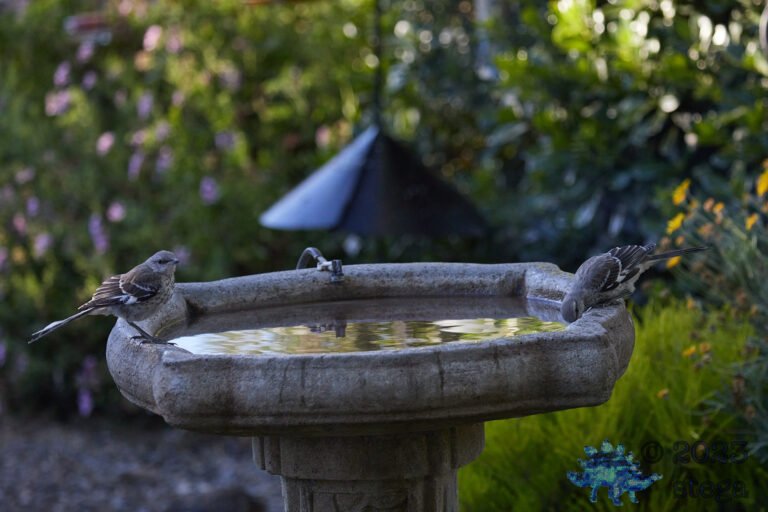 Northern Mockingbirds