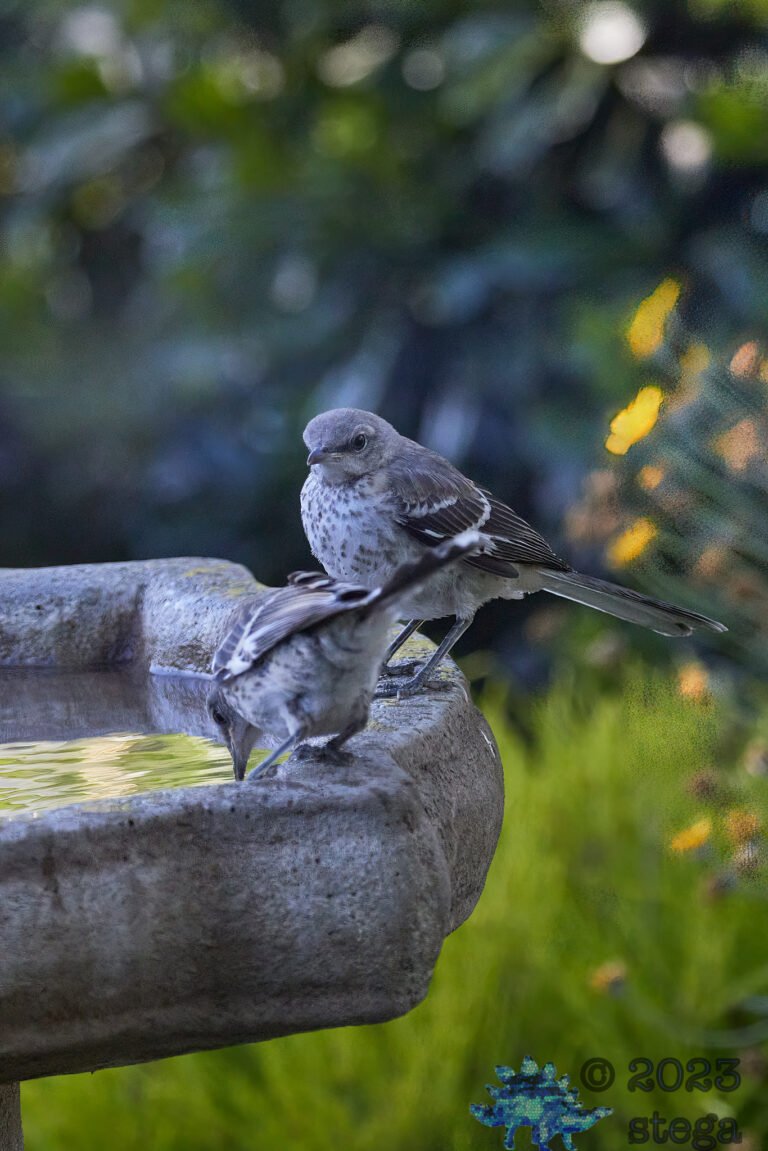 Northern Mockingbirds
