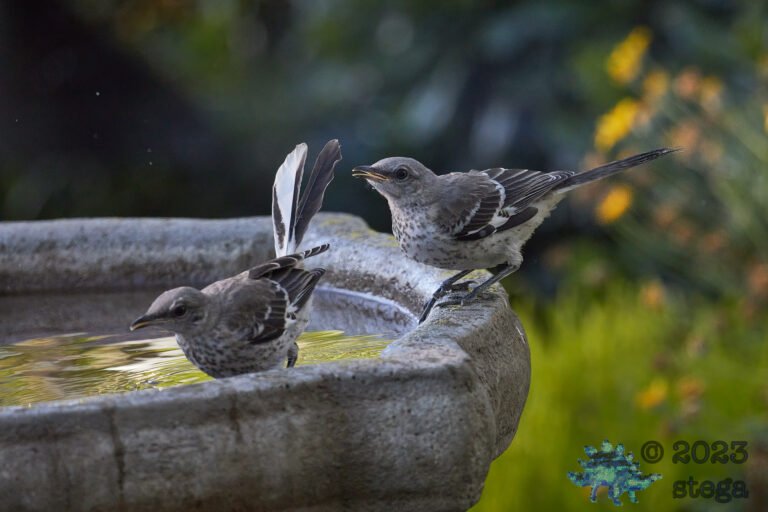 Northern Mockingbirds