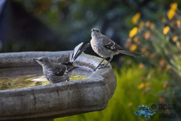 Northern Mockingbirds