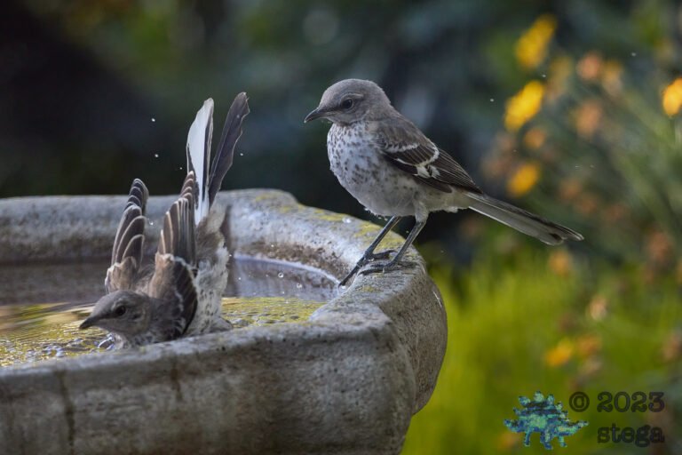 Northern Mockingbirds