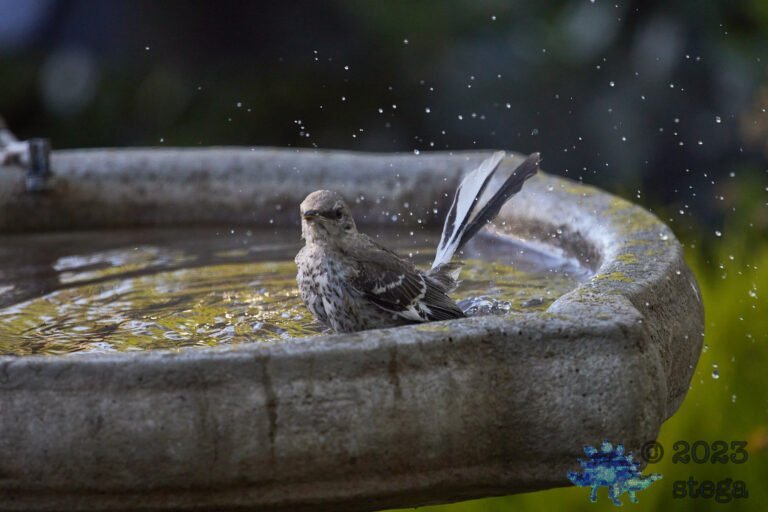 Northern Mockingbird
