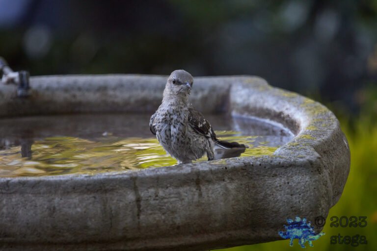 Northern Mockingbird