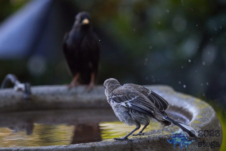 Northern Mockingbird on Watch
