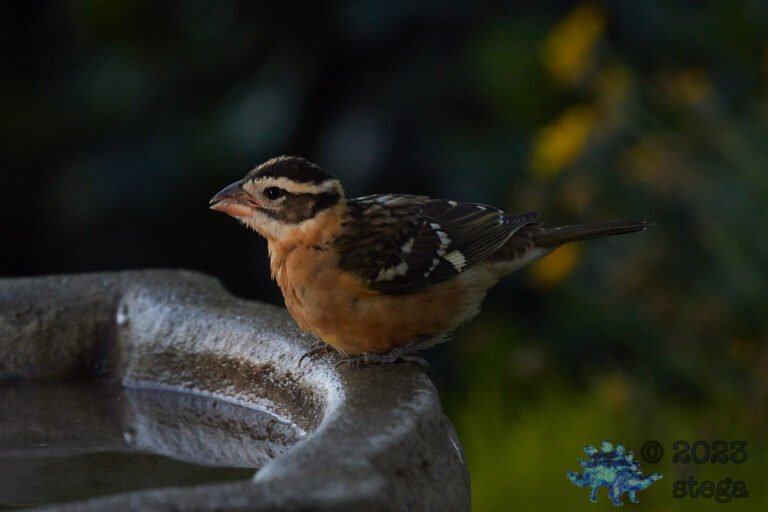 Black-Headed Grosbeak