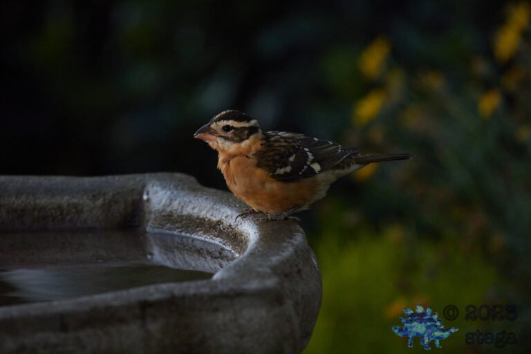 Black-Headed Grosbeak