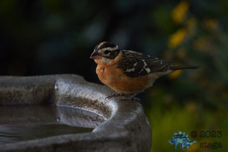 Black-Headed Grosbeak