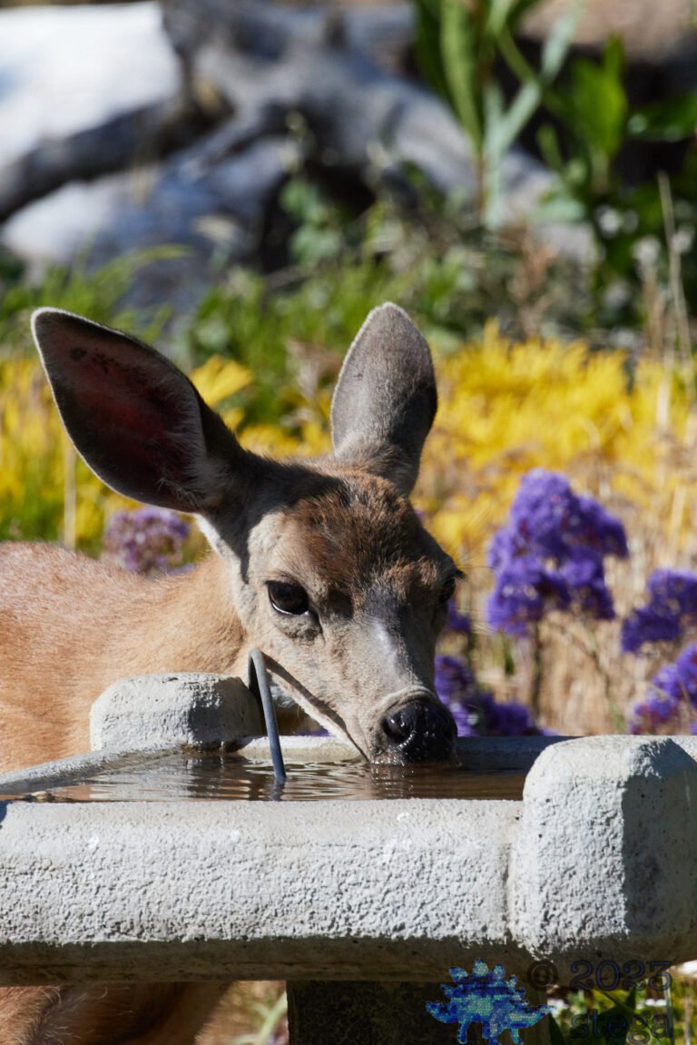 Mule Deer