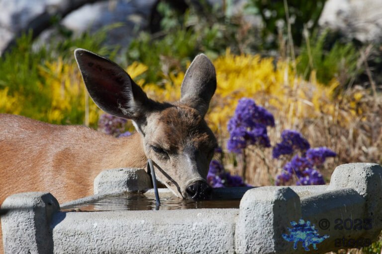 Mule Deer