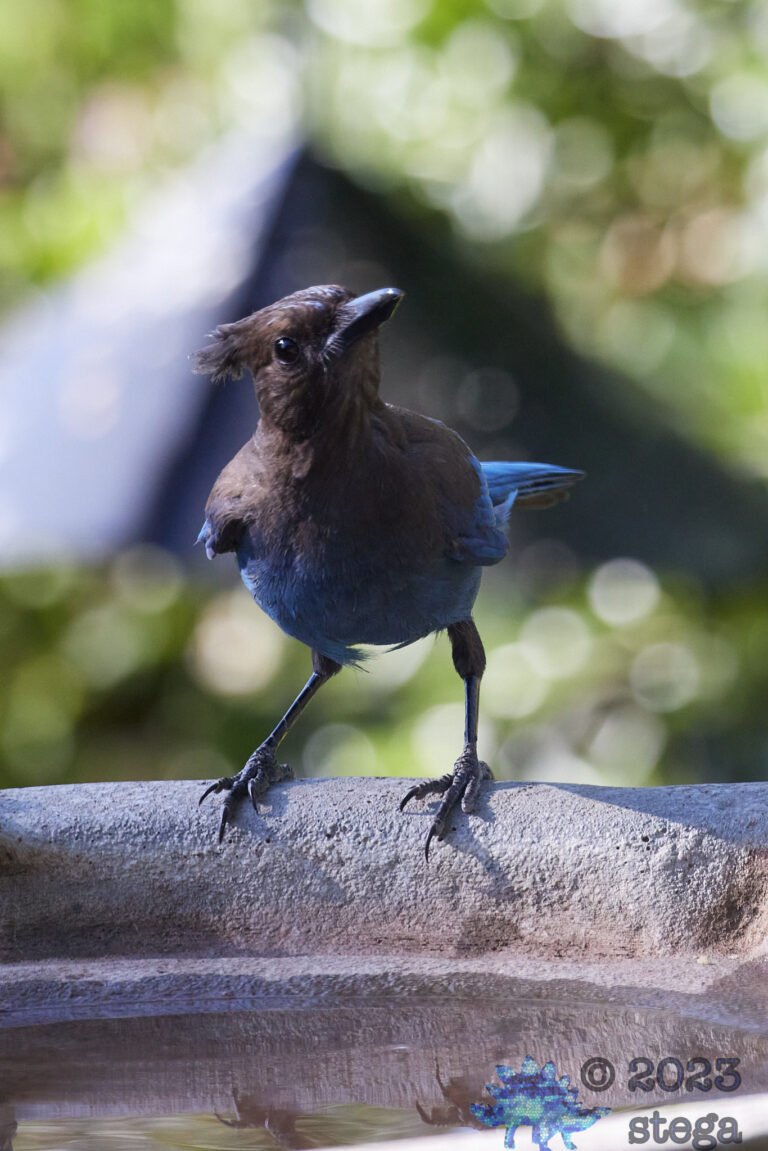 Steller’s Jay