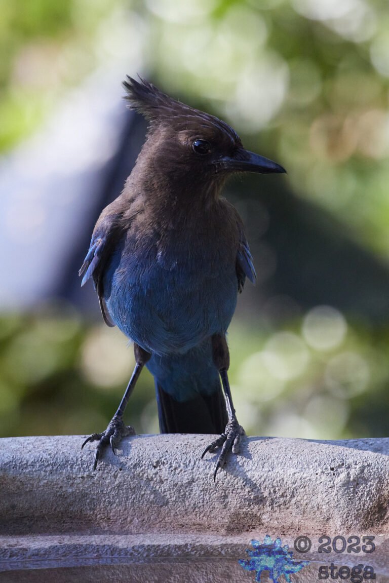 Steller’s Jay