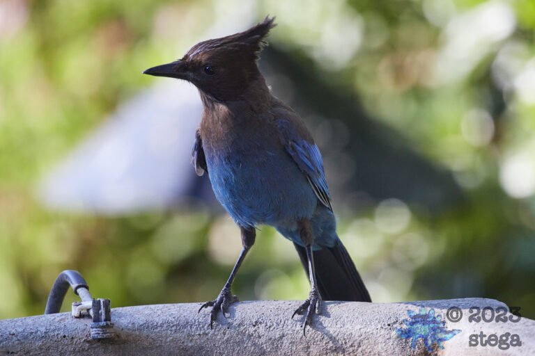 Steller’s Jay