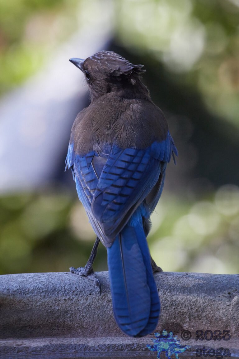Steller’s Jay