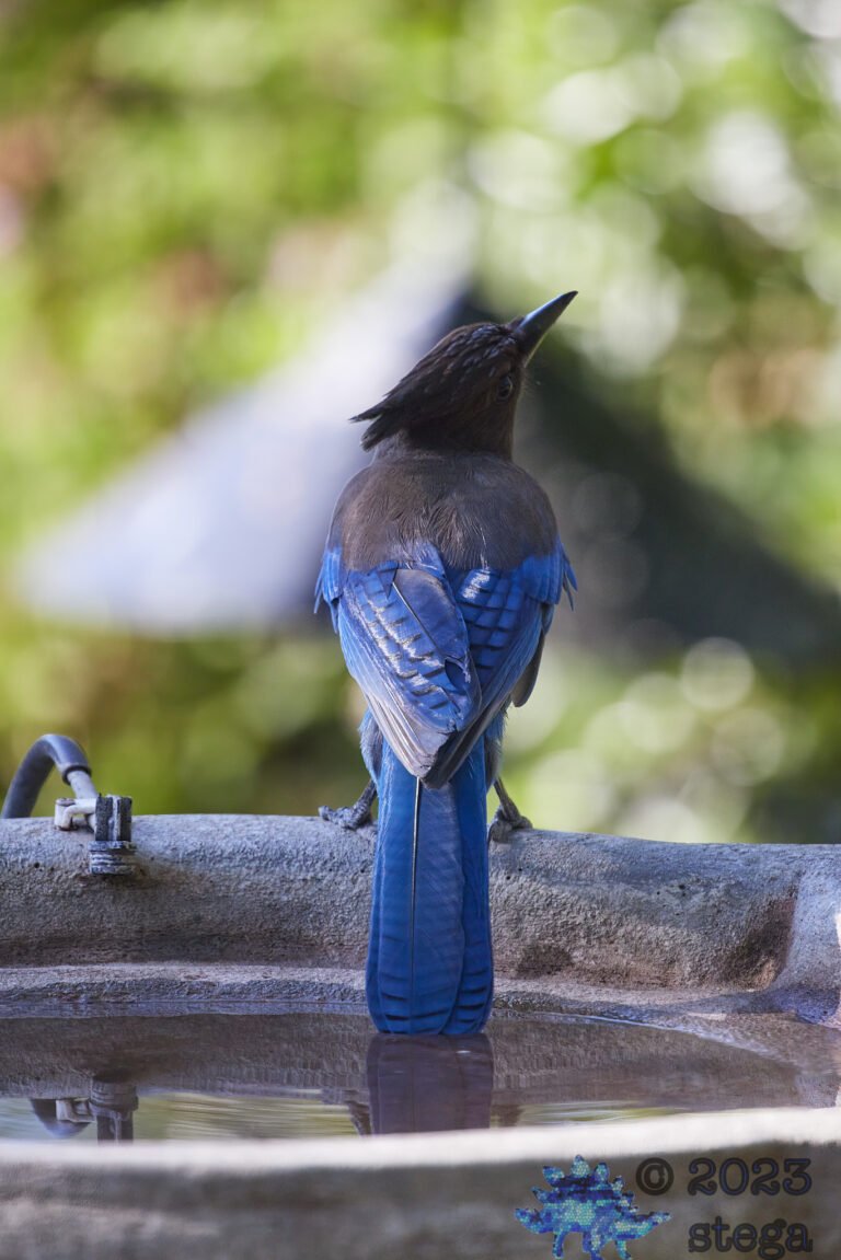 Steller’s Jay