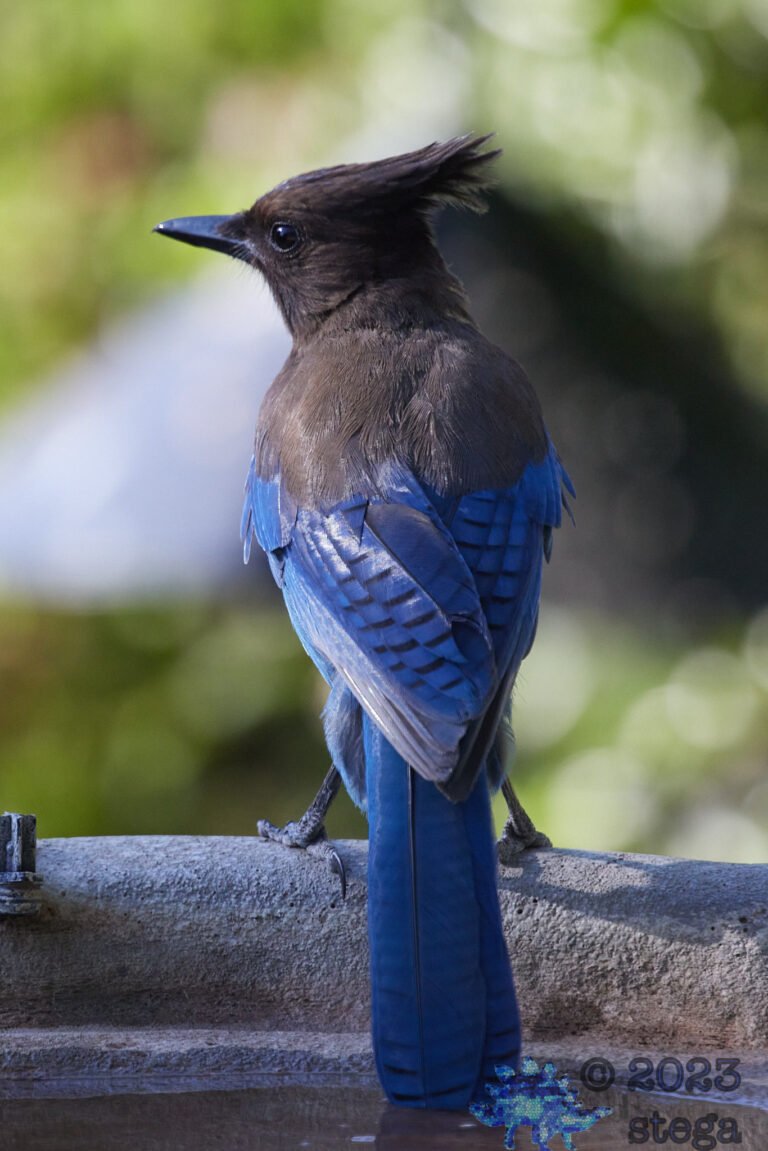 Steller’s Jay