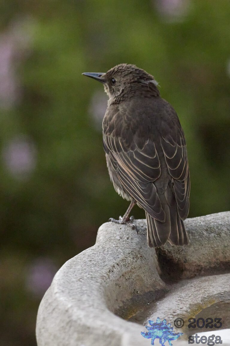 European Starling