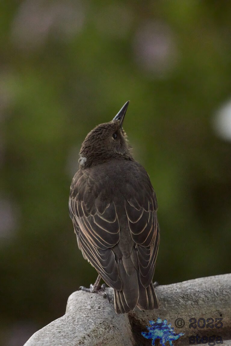 European Starling