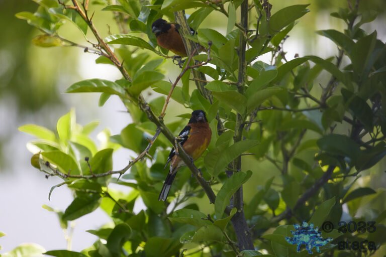 Black-Headed Grosbeaks