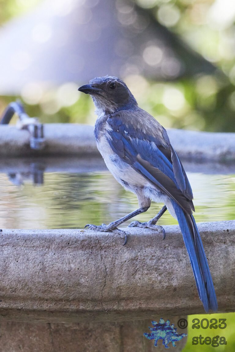 California Scrub Jay