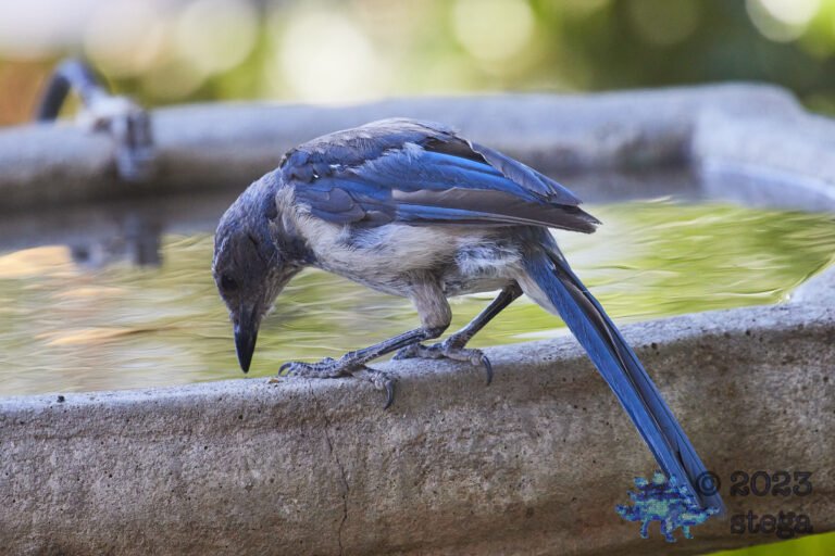 California Scrub Jay