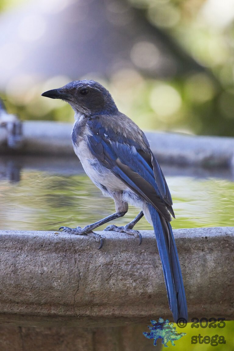 California Scrub Jay