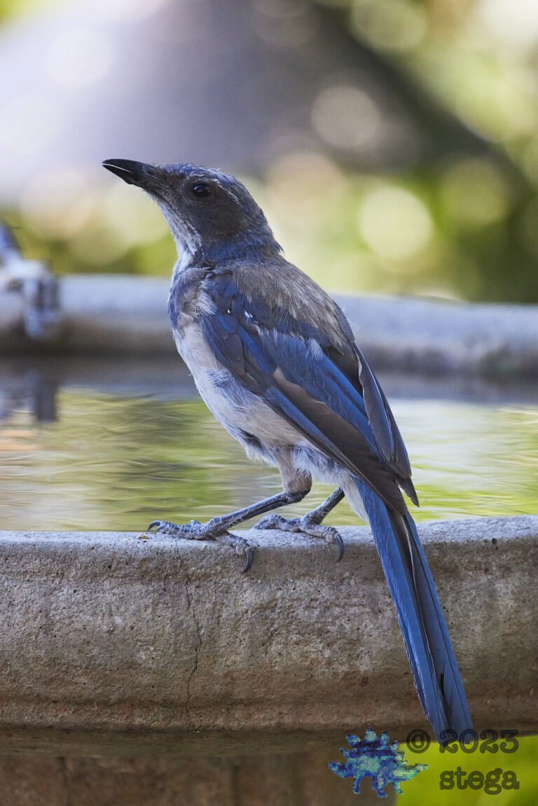 California Scrub Jay