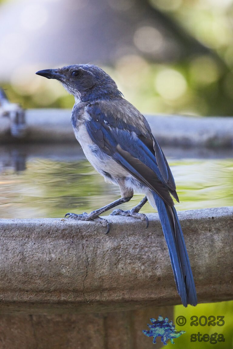 California Scrub Jay