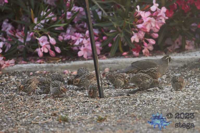 California Quail