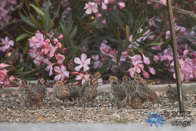 California Quail