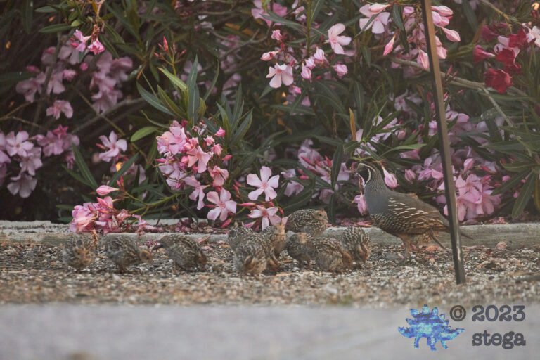 California Quail