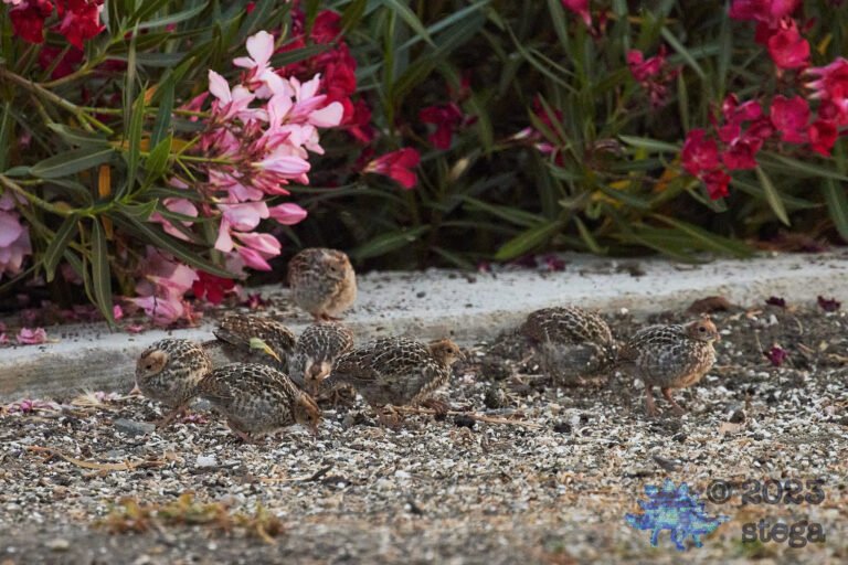 California Quail