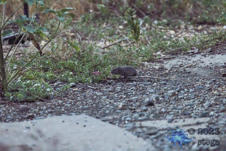 Pocket Gopher