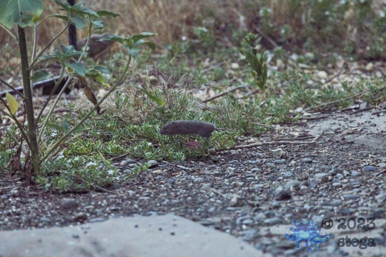 Pocket Gopher