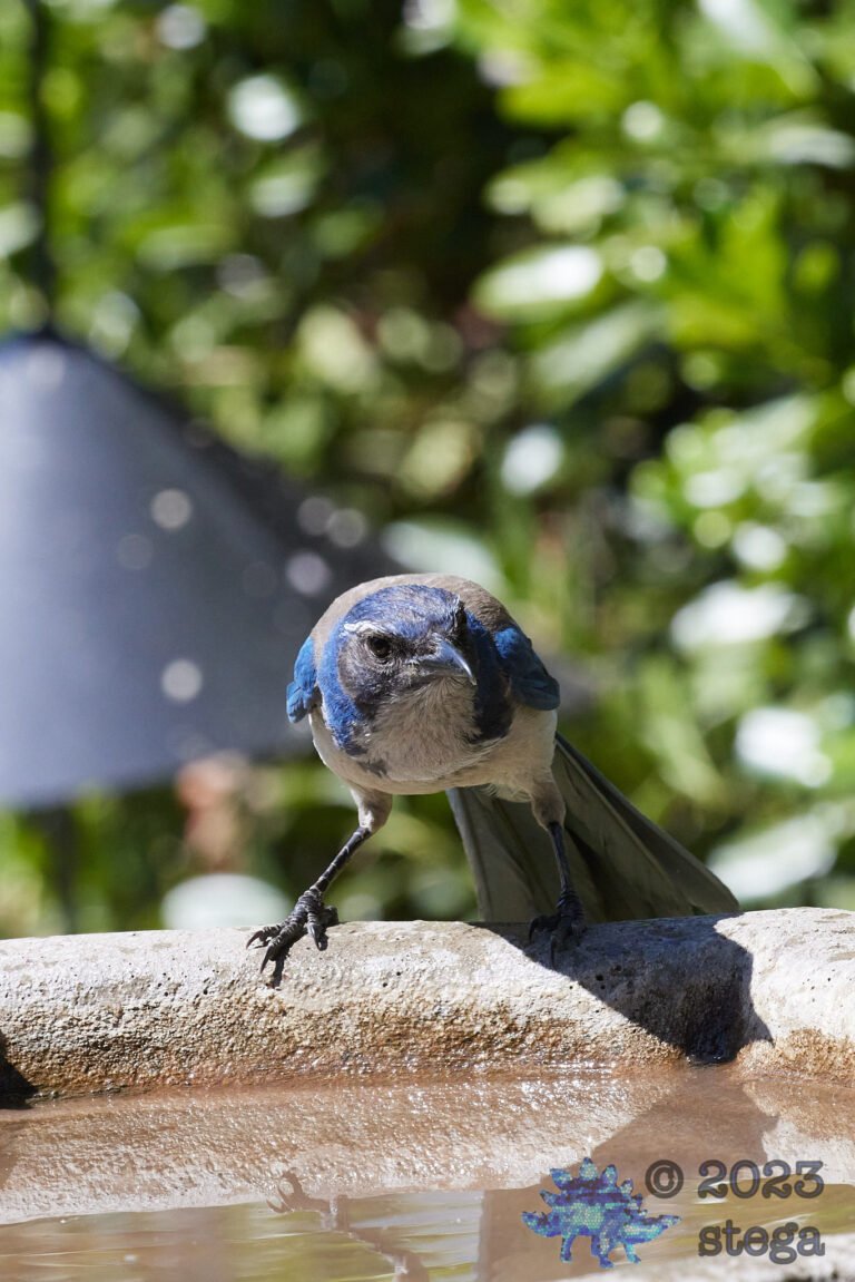 California Scrub Jay