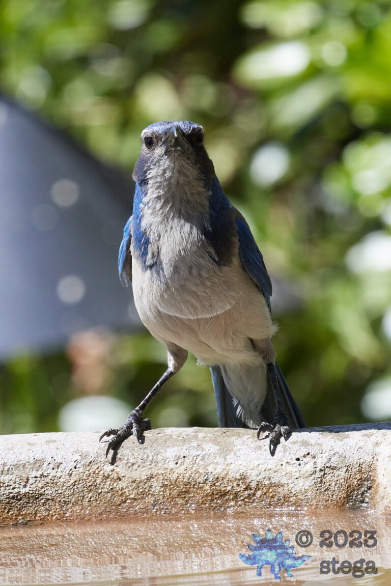 California Scrub Jay