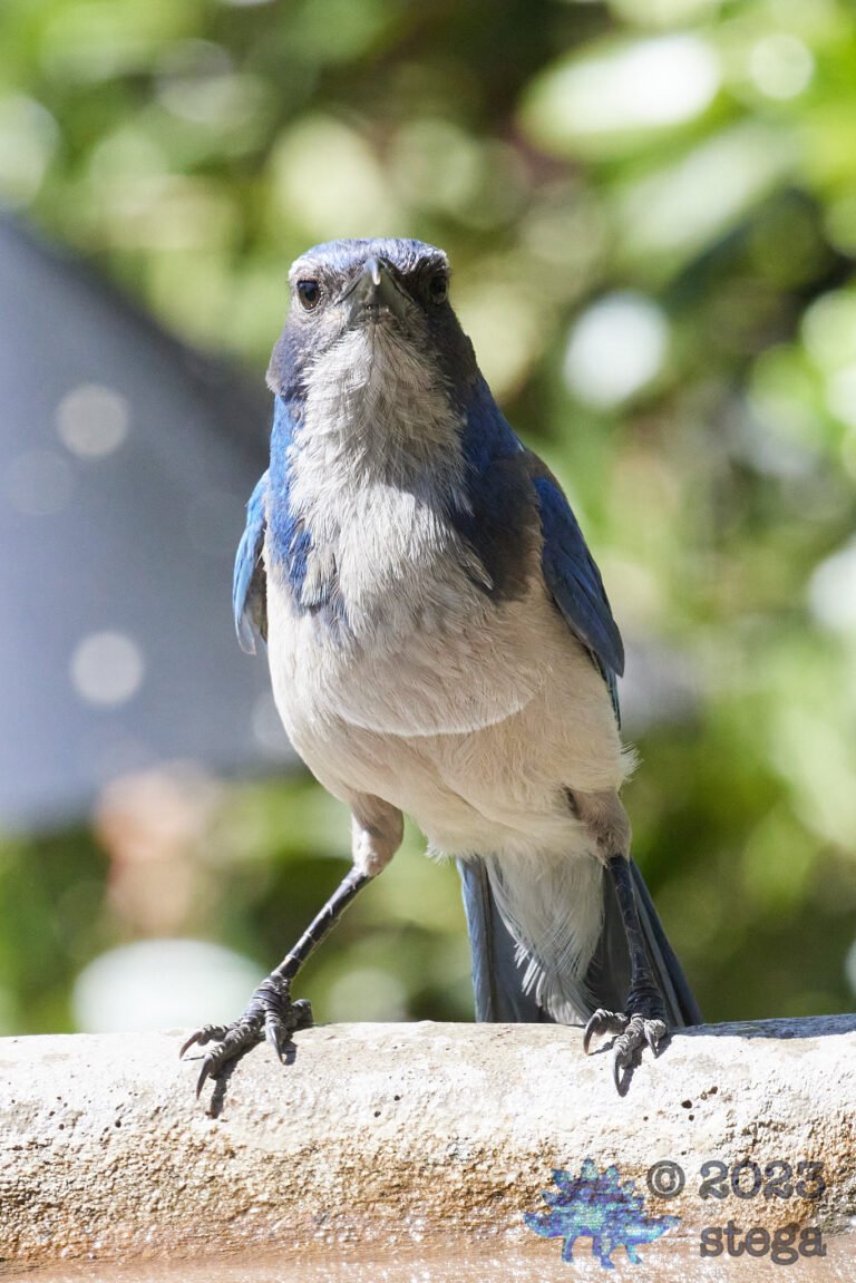 California Scrub Jay