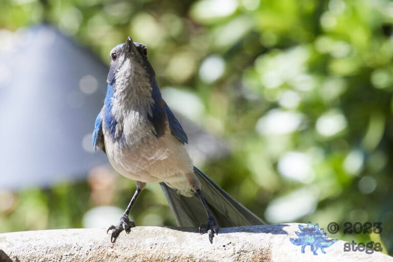 California Scrub Jay