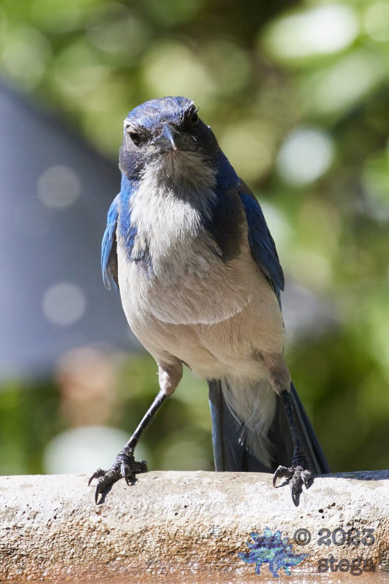 California Scrub Jay